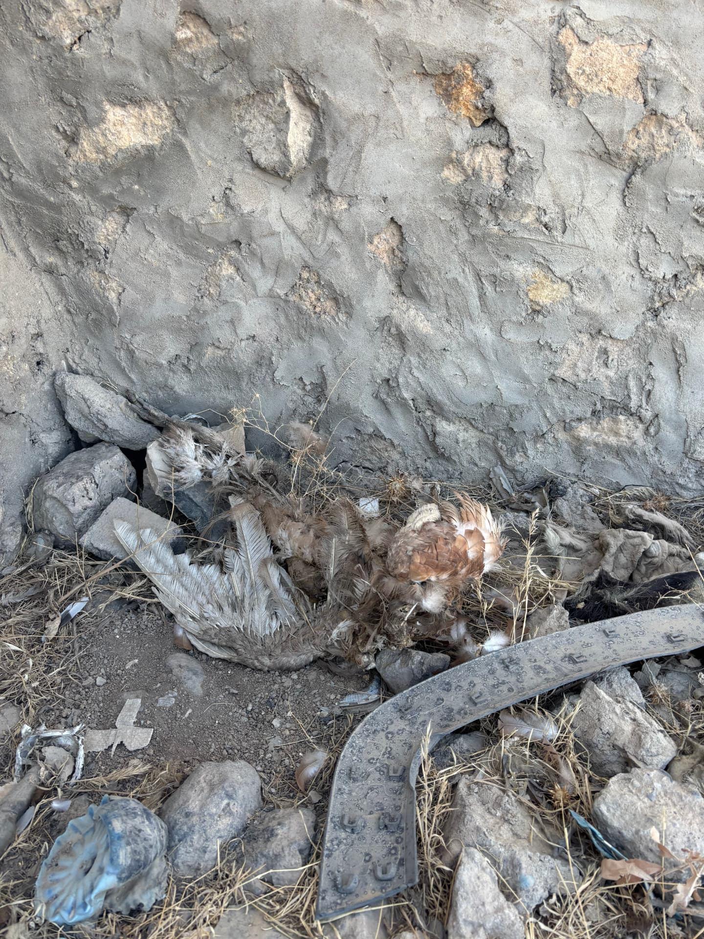 A dead bird decomposing at the foot of the perimeter wall among stones, discarded footwear and other rubbish blown into the cemetery.