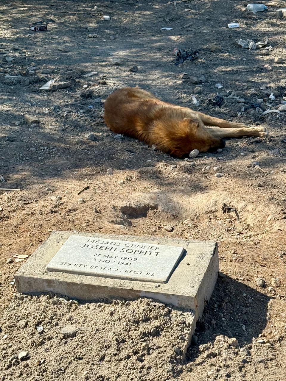 Completed gravestone for Gunner Joseph Soppitt with cemetery dog resting nearby